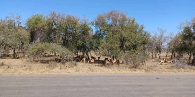 3 Day Safari In Kruger National Park - Cancellation and Payment