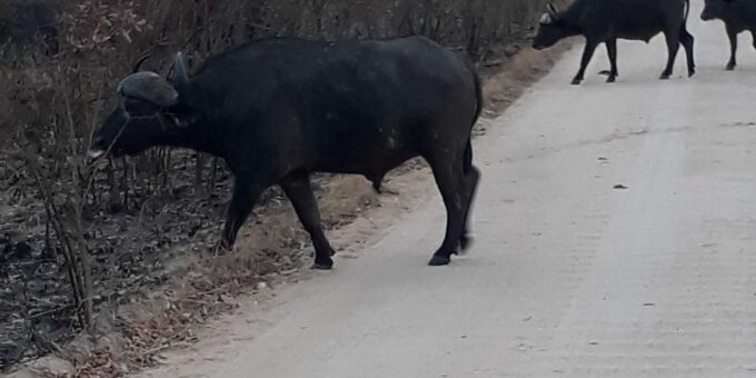 3 Day Safari In Kruger National Park - Frequently Asked Questions