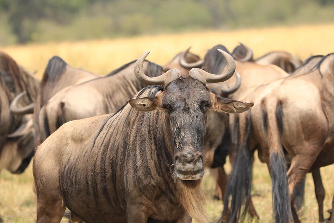 3-Day Safari in Serengeti & Ngorongoro(Mid-range) - Itinerary Overview