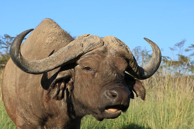 3-Day Safari in Serengeti & Ngorongoro(Mid-range) - Safari Experience