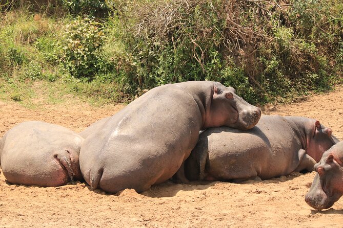 3-Day Safari in Serengeti & Ngorongoro(Mid-range) - Ngorongoro Crater