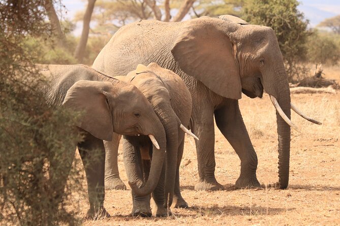 3-Day Safari in Serengeti & Ngorongoro(Mid-range) - Accommodation Options