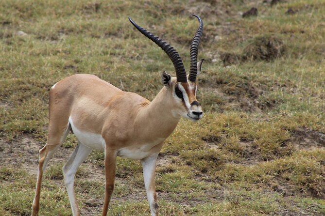 3-Day Safari in Serengeti & Ngorongoro(Mid-range) - Meals and Dining
