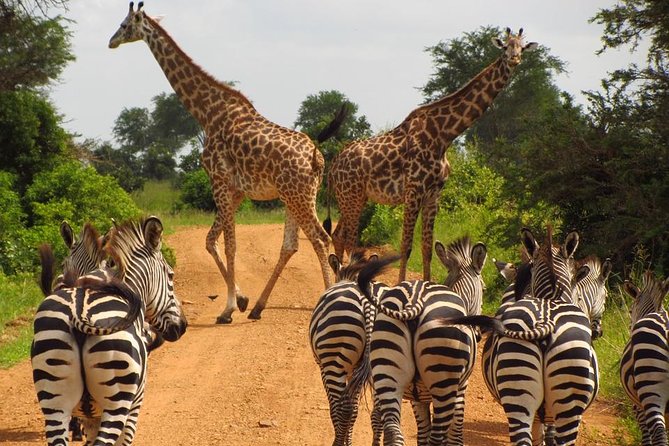 3-Day Safari Tour to Tarangire National Park, Lake Manyara National Park and Ngorongoro Crater From Arusha - Booking and Cancellation