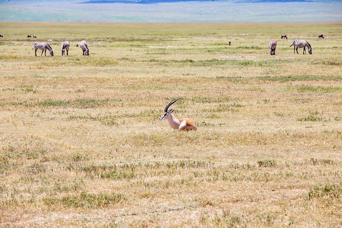 3-Day Tanzania Safari - Tarangire and Ngorongoro Crater - Ngorongoro Crater Experience