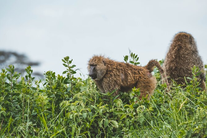 3-Day Tarangire, Ngorongoro & Manyara Best Tour & Safari - Day-by-Day Itinerary