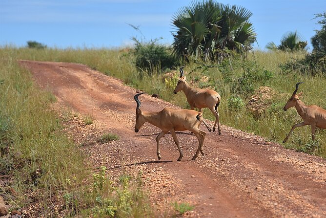 3-Day Ultimate Big Five Safari - Murchison Falls & Rhinos - Traveler Testimonials