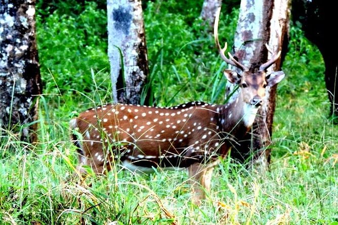 3-Day Wayanad Tour From Bangalore - Inclusions and Exclusions