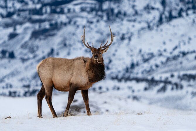 3 Day Wildlife Photography Tour in Yellowstone National Park - Who Should Consider This Tour?
