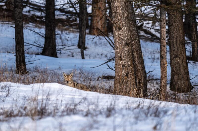 3 Day Wildlife Photography Tour in Yellowstone National Park - Key Points