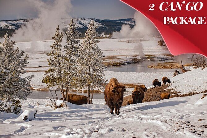3 Day Yellowstone, Grand Teton Winter Discovery Small Group Tour - Key Points