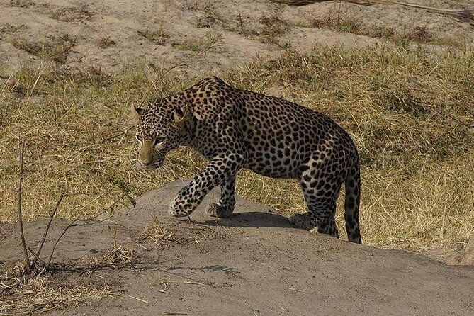 3 Days 2 Nights Mikumi National Park From Dar Es Salaam Road Trip - Opportunities to See Wildlife