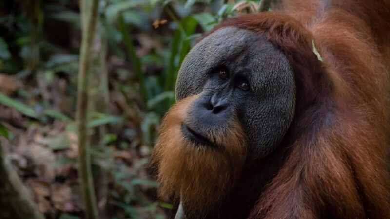 3 Days 2 Nights Orangutan Trek Bukit Lawang - Good To Know