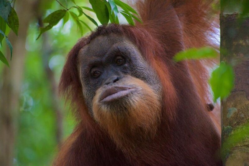 3 Days 2 Nights Orangutan Trek Bukit Lawang - Tour Overview