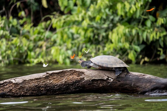 3 Days 2 Nights – Peruvian Tambopata Jungle - Good To Know