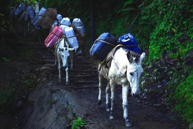 3 Days 2 Nights Poon Hill Trekking - Transportation Details