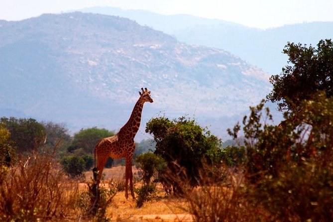 3 Days (2 Nights); Tsavo East & Amboseli Safari: - Daily Itinerary