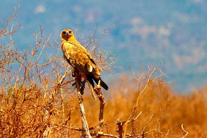 3 Days (2 Nights); Tsavo East & Amboseli Safari: - Health and Safety Guidelines