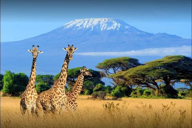 3 Days (2 Nights); Tsavo East & Amboseli Safari: - Booking Information