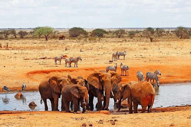 3 Days (2 Nights); Tsavo East & Amboseli Safari: - Frequently Asked Questions