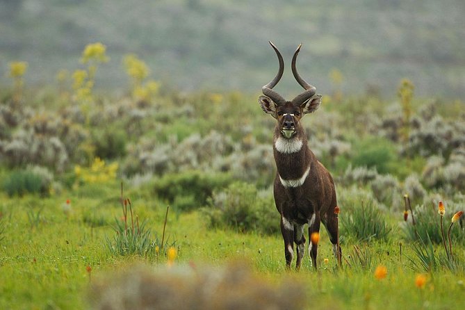 3 Days Bale Mountains Trekking - Physical Fitness Requirements