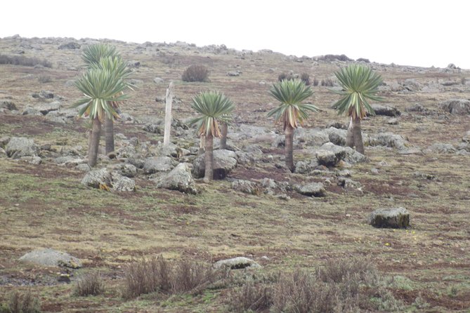 3 Days Bale Mountains Trekking - Safety and Precautions
