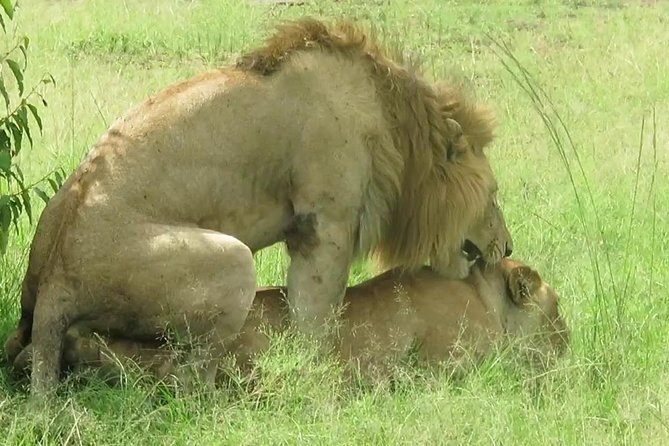 3 Days Best of Maasai Mara Budget Safari - Serene Accommodations and Dining
