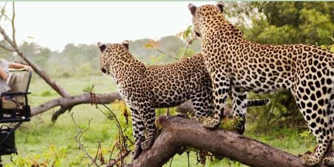 3 Days Big 5 Kruger National Park Safari From Johannesburg - Frequently Asked Questions