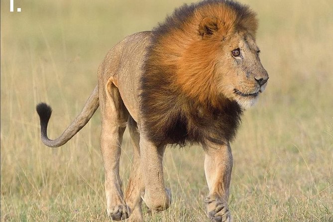 3 Days Camping Safari Tour Tanzania - Accessibility Features