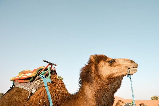 3 Days Desert Tour From Fes to Marrakech via Merzouga - Exploring the Merzouga Dunes