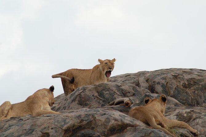 3 Days Exploring Serengeti & Ngorongoro Crater From Arusha - Inclusions and Exclusions