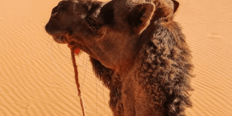 3 Days From Marrakech to Fes By Sahara Desert - Traditional Desert Camp Experience