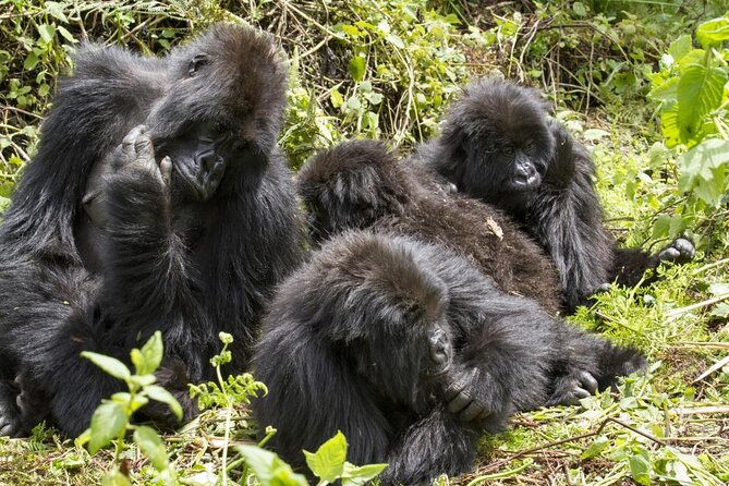 3 Days Gorilla Trekking Expedition Uganda - Good To Know