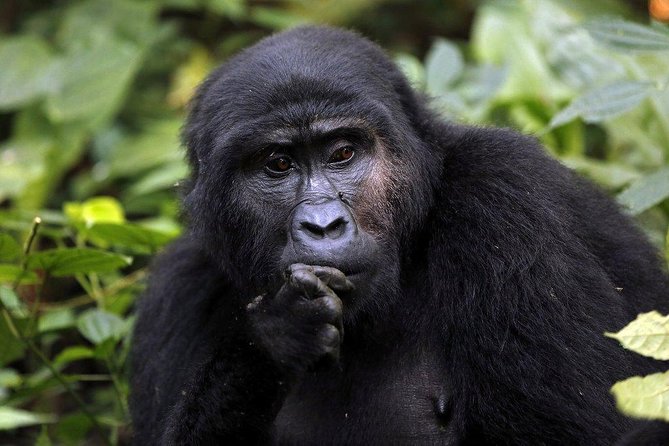 3 Days Gorilla Trekking Expedition Uganda - Whats Included in the Package
