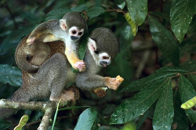 3 Days Guided Manu Jungle Tour From Cusco | Travel Buddies