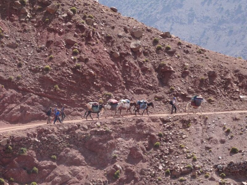 3 Days Hiking in the Atlas Mountains - Transportation and Guides