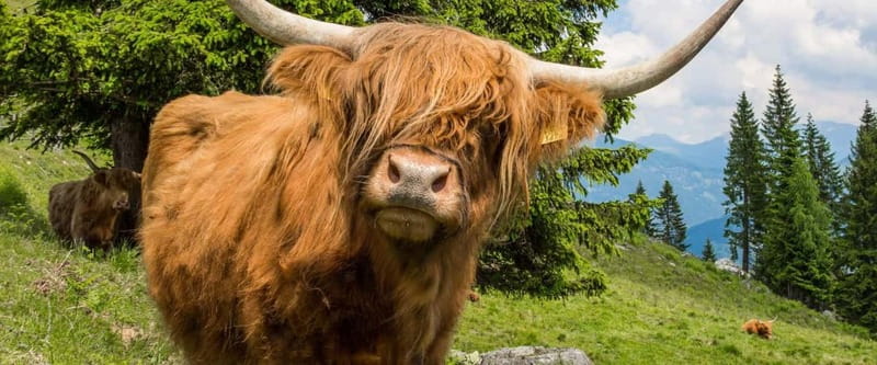 3 Days - Isle of Skye and Highlands Tour from Edinburgh - FAQ