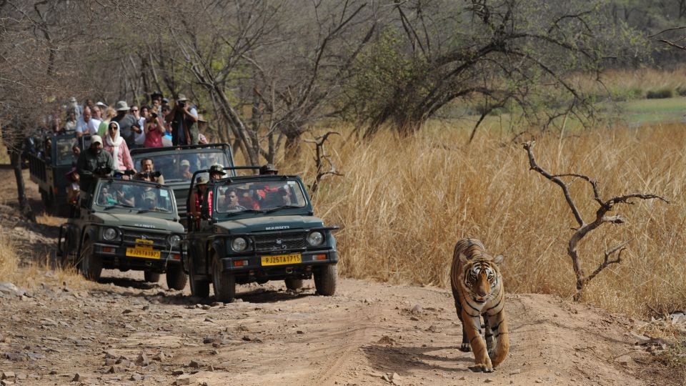 3 Days Jaipur Tour With Ranthambore National Park - Key Points