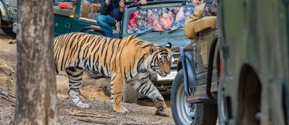 3 Days Jaipur Tour With Ranthambore National Park - Frequently Asked Questions