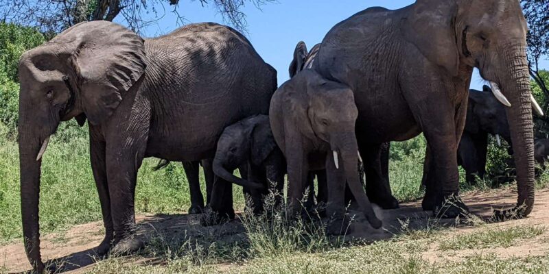 3-Days Kruger Park Safari & Panorama Route - Safari Drives