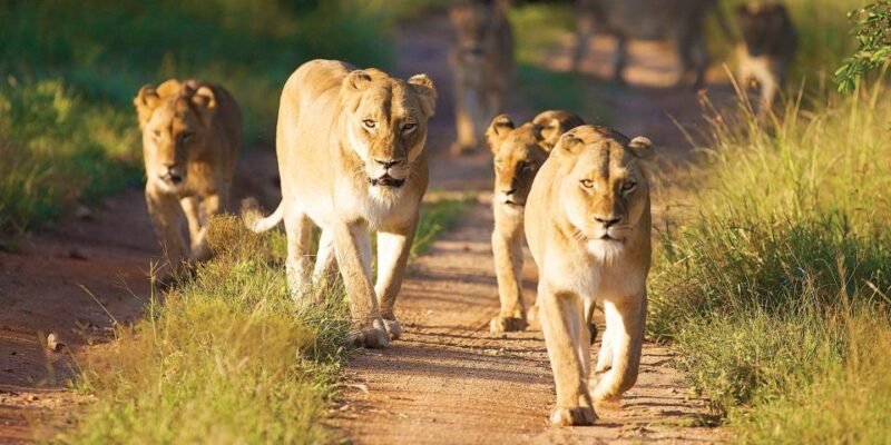 3 Days Kruger Safari From Johannesburg - Safari Overview