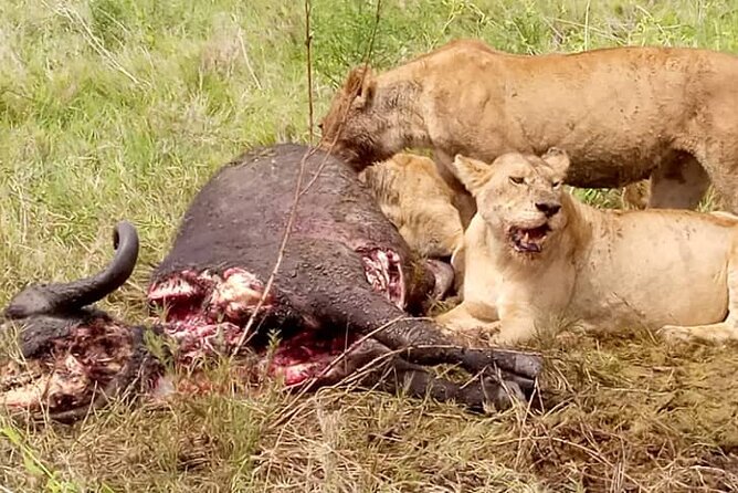 3 Days Lake Manyara, Ngorogoro Crater, Tarangire National Park - Pickup and Accessibility