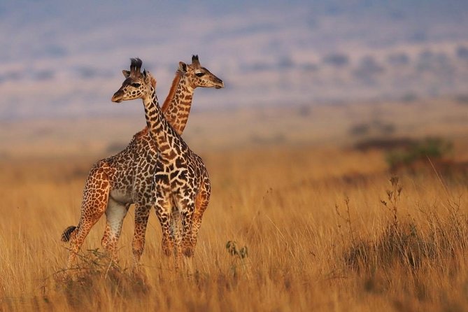 3 Days Maasai Mara Guided Safari From Nairobi - Day 1 Activities
