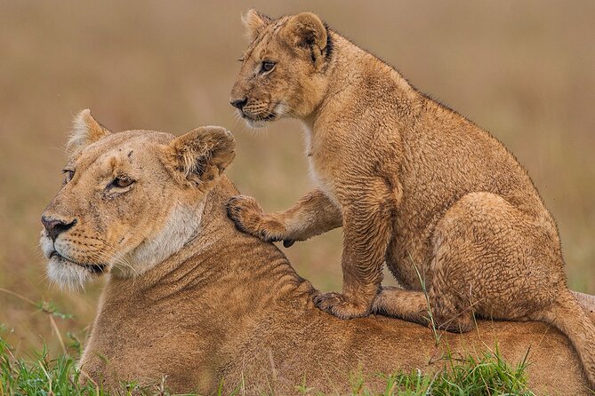 3 Days Maasai Mara Safari - Highlights of Maasai Mara