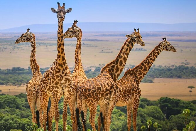 3 Days Maasai Mara Safari - Accessibility Features