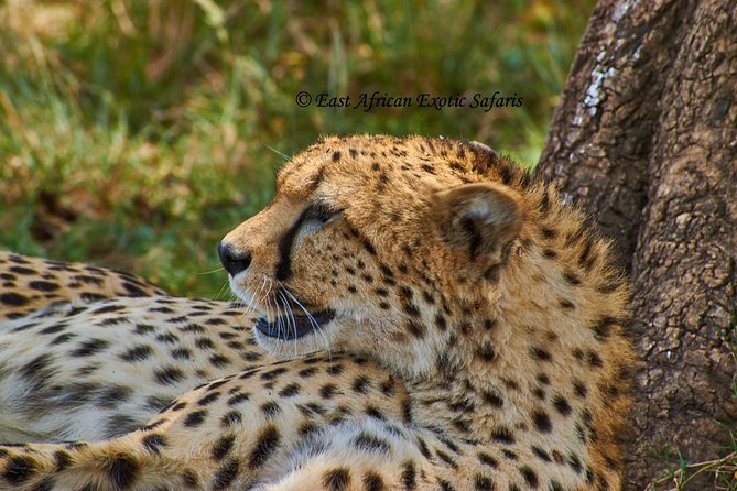 3 Days Masai Mara Budget Safari - What to Bring and Expect