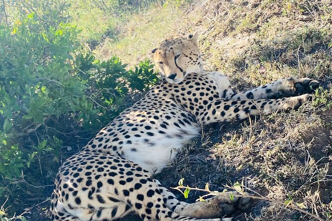 3 Days Masai Mara Jeep Safari - Traveler Reviews