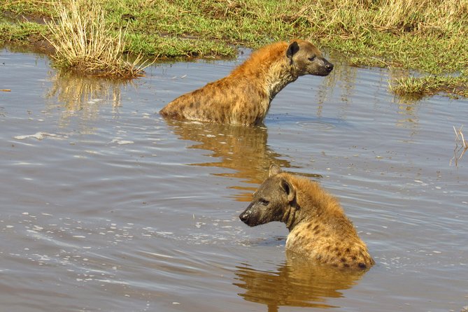 3 Days Masai Mara Tented Camp & Transport 4 X 4 Jeep - Frequently Asked Questions