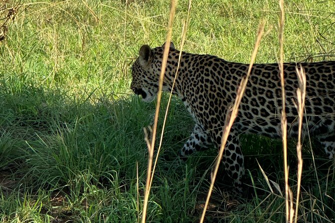 3 Days Murchison Falls National Park Safari & Rhino Tracking - Wildlife Sightings and Encounters