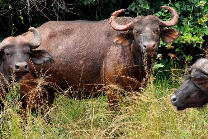 3 Days Murchison Falls Wildlife Safari - Accessibility and Additional Info
